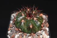 Discocactus-pugionacanthus-MH-615-C